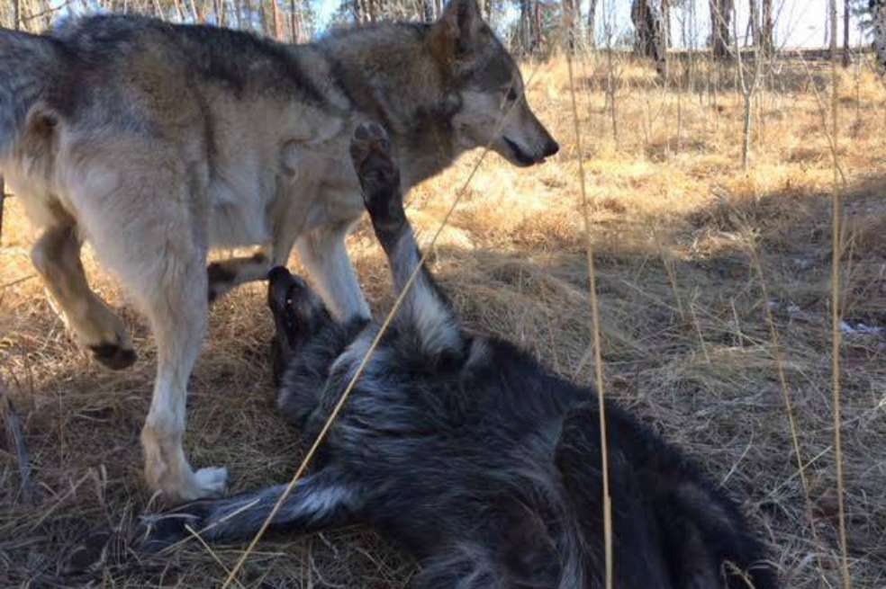 Koda y Ámarok en el Colorado Wolf &Wildlife Center, en Dallas.  / Cortesía Corantioquia