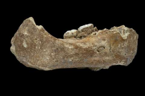 Un misterioso fósil desafía la creencia de que los humanos fuimos los primeros en poblar el Tíbet