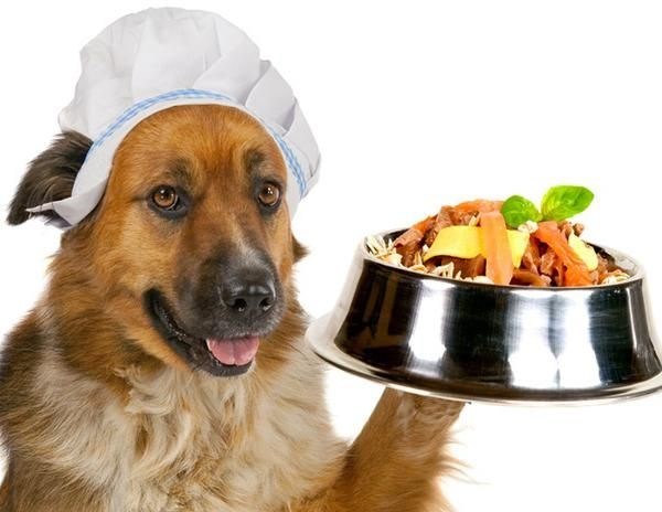 ¿Los perros pueden comer lentejas? Esto pasa si las incluyes en su dieta