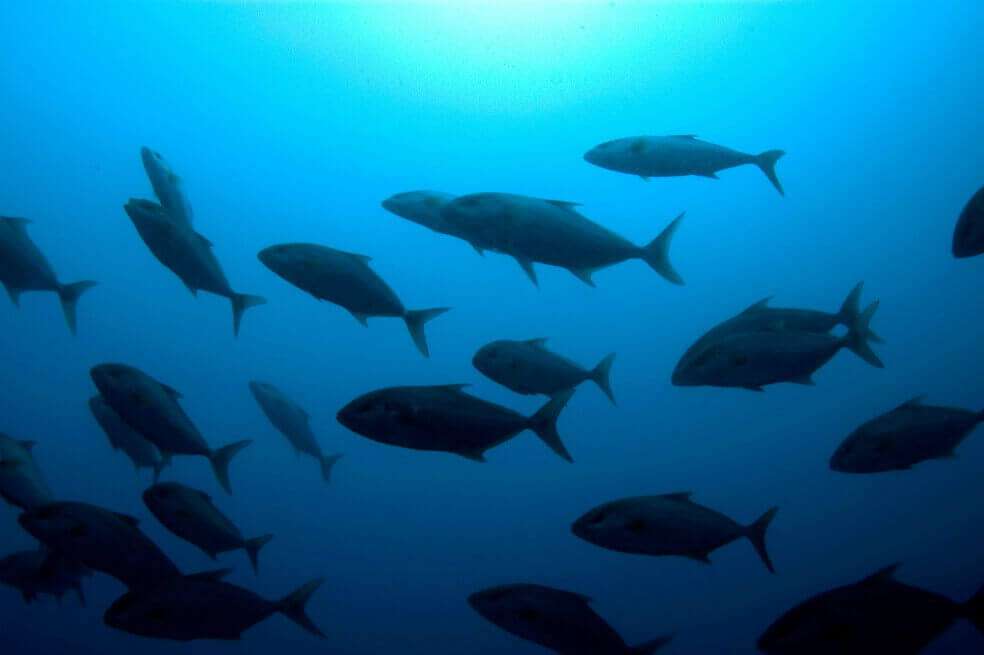 La acción no es nueva. Las rocas son inmensas porque pretenden romper las redes de la pesca de arrastre, un método donde se barre el fondo del mar con una inmensa red.