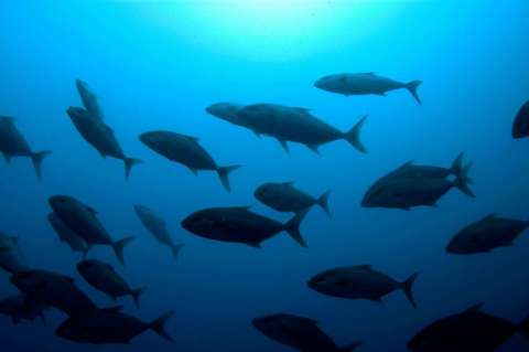 ¿Por qué Greenpeace lanza rocas gigantes al mar?