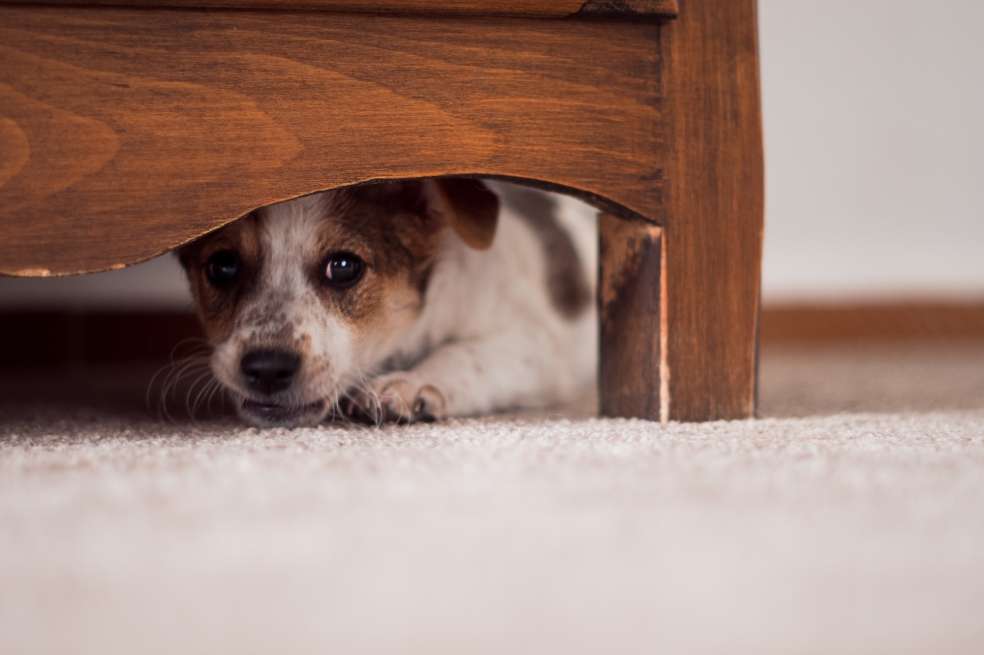 Hay formas de ayudar a los perros para que manejen el miedo a los juegos pirotécnicos. / Istockphoto