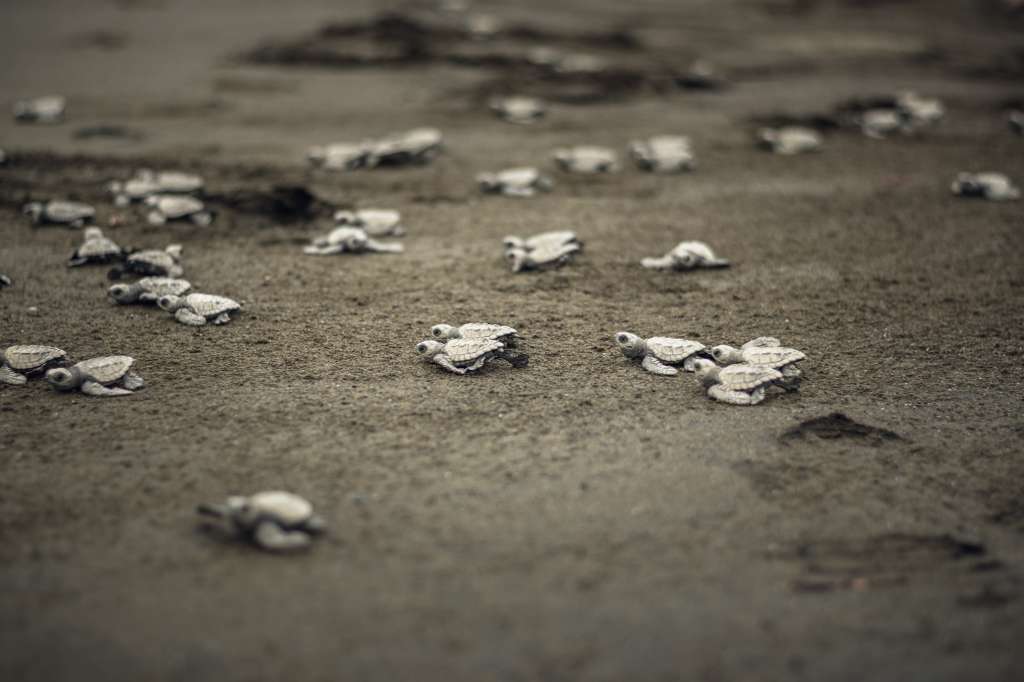 Manejo de tortugas marinas en Bahia Solano: de la conservación al turismo no regulado
