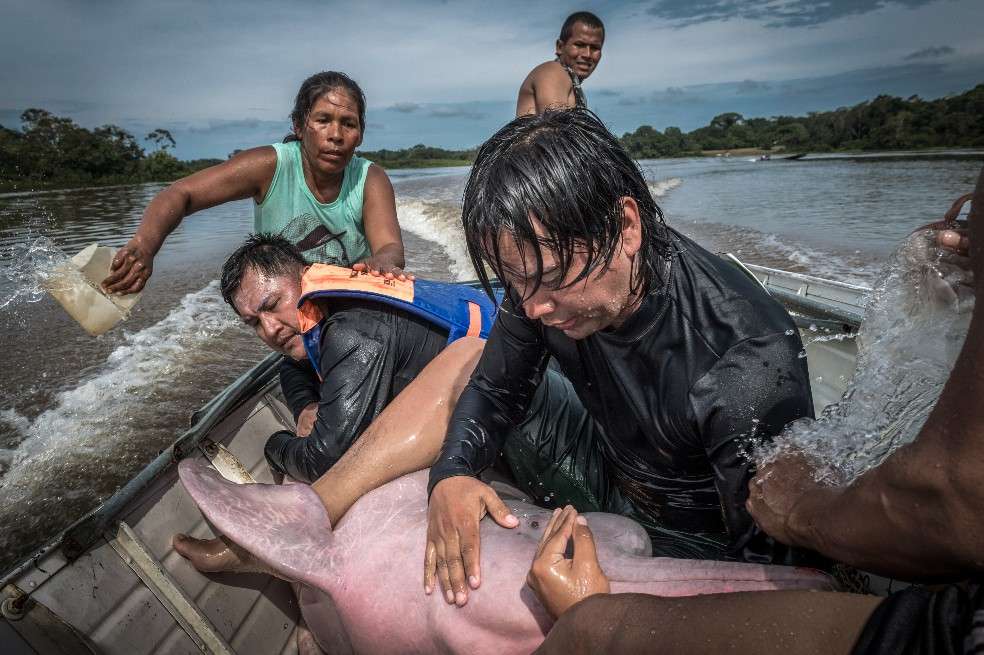 Federico Mosquera, coordinador de especies en peligro de la Fundación Omacha, calma a un delfín capturado mientras es transportado a la estación veterinaria donde se le instalará el marcador satelital. Los delfines del río del Amazonas son animales muy táctiles y el contacto directo parece tener un efecto calmante. Mantenerlos hidratados también es importante.