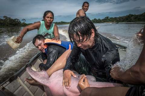 La foto de un delfín de río colombiano que participa en concurso internacional