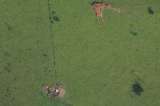 Seguirle el rastro a la carne: el plan de Colombia para frenar la deforestación