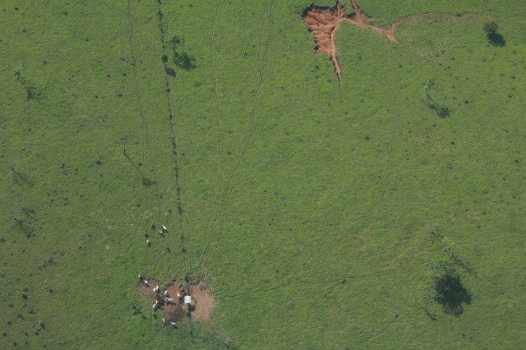 Seguirle el rastro a la carne: el plan de Colombia para frenar la deforestación
