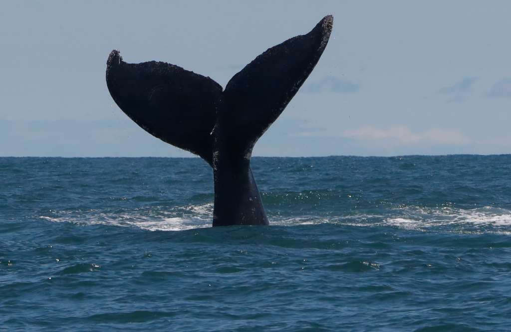 AME3882. BUENAVENTURA (COLOMBIA), 03/09/2022.- Fotografía de la cola de una ballena, el jueves 1 de septiembre de 2022, en el Parque Nacional Uramba Bahía Málaga, en la municipalidad de Buenaventura (Colombia). Como todos los años, las ballenas jorobadas o yubartas que viajan desde el sur del continente a las aguas del pacífico colombiano para dar a luz a sus crías pueden ser avistadas en esta zona. EFE/ Ernesto Guzmán Jr.