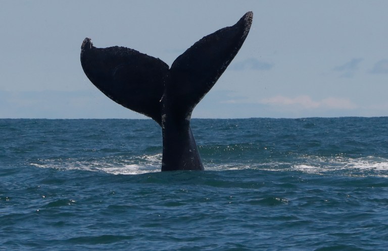 Temporada de ballenas en Colombia 2026: ¿cuándo comienza y dónde verlas?