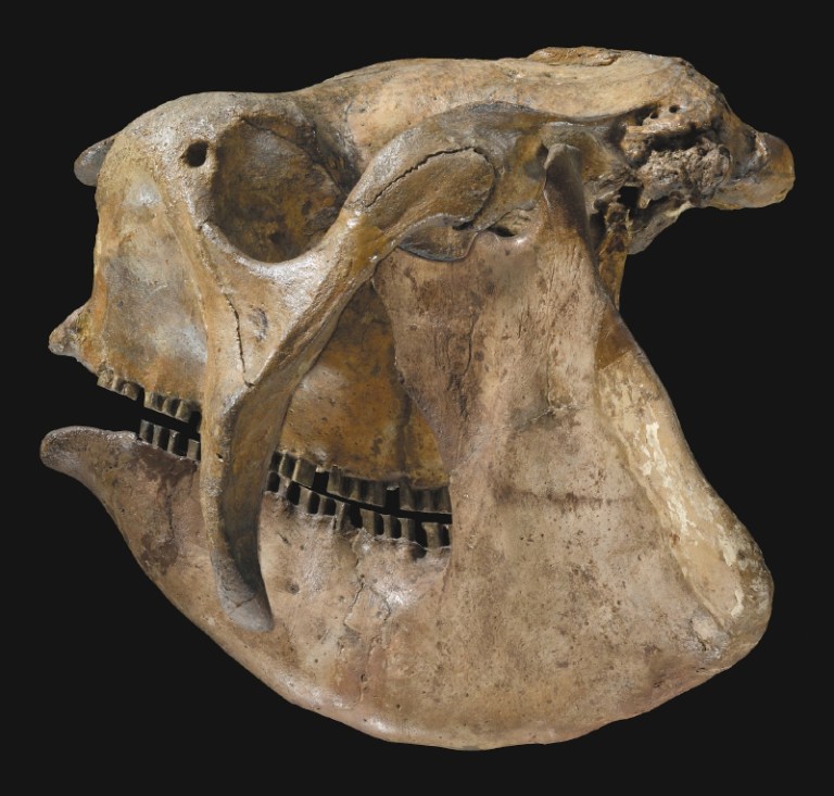 El colombiano que ha tratado de entender la evolución de mamíferos en Suramérica