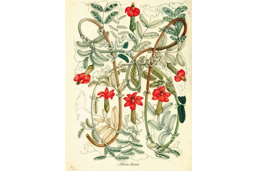 Una de las imágenes dibujadas durante la Expedición Botánica, presidida por José Celestino Mutis. / Cortesía Real Jardín Botánico-CSIC