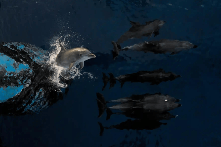 Categoría océanos:
Los delfines juegan en las olas creadas por un barco, en Tuamotu (Francia) y Estebane Rezkallah capturó el momento.