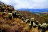 Atacan a líder ambiental que lucha por la conservación de los páramos en Boyacá