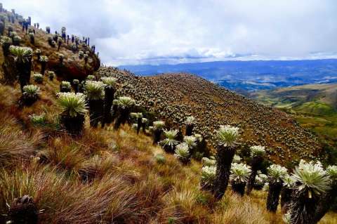 Atacan a líder ambiental que lucha por la conservación de los páramos en Boyacá
