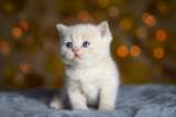 Nombres para gatas con significado bonito