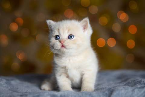 Nombres para gatas con significado bonito