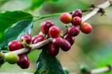 Una libra de café por US$100: así les fue a los mejores cafés colombianos en 2024