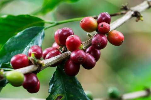 Una libra de café por US$100: así les fue a los mejores cafés colombianos en 2024
