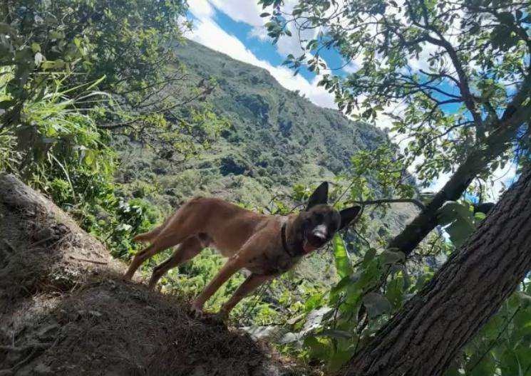 Video: perro muy parecido a Wilson fue visto deambulando en el Huila