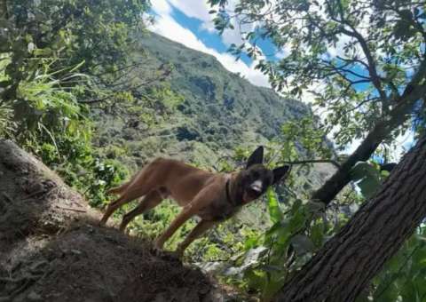 ¿Apareció el perro Wilson? Circula video de un canino muy parecido en Huila