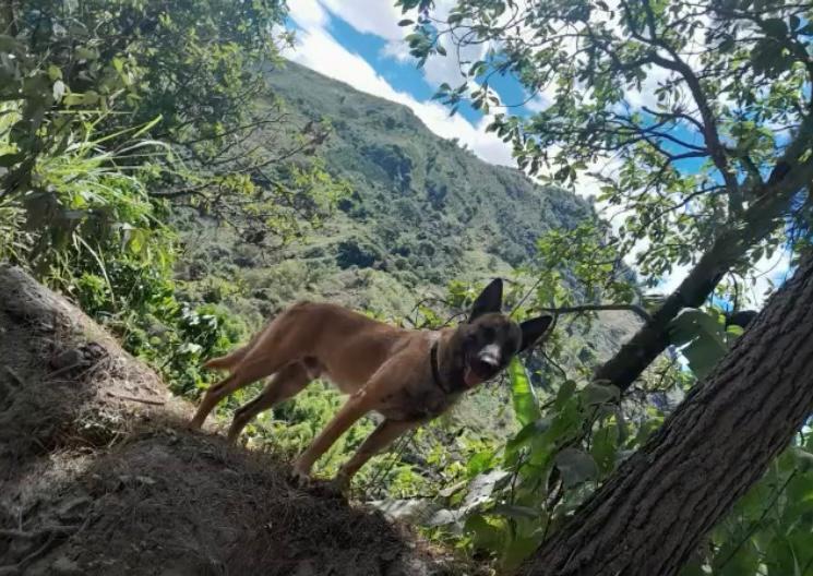 ¿Apareció el perro Wilson? Circula video de un canino muy parecido en Huila