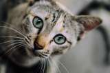 ¿Amante de los gatos? Este domingo habrá ‘adopgaton’ en Bogotá