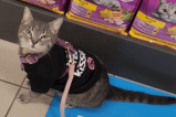 Gato salta al auto de una mujer y, sin esperarlo, encuentra una familia