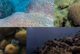 Blanqueamiento de coral y otros datos inquietantes en parques marinos de Colombia