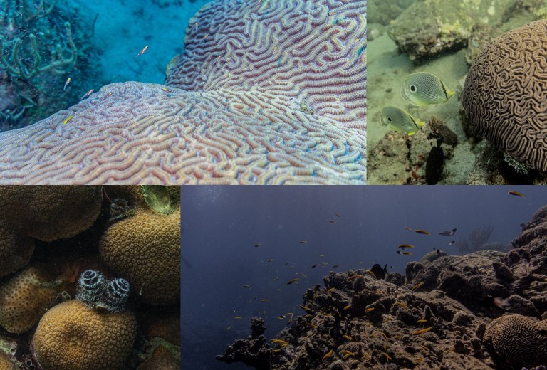 Blanqueamiento de coral y otros datos inquietantes en parques marinos de Colombia
