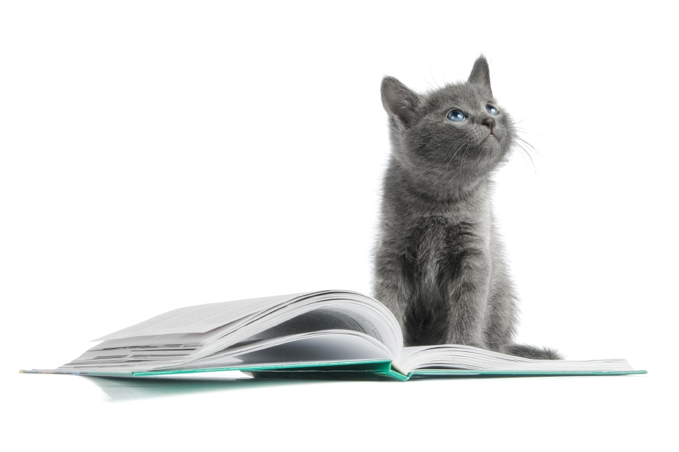 Llevar la mascota a la universidad rebaja el estrés de los estudiantes.   / Getty Images