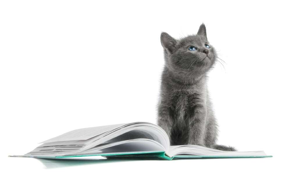 Llevar la mascota a la universidad rebaja el estrés de los estudiantes. / Getty Images
