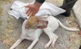 Encuentran a perro abandonado dentro de un costal en Ibagué