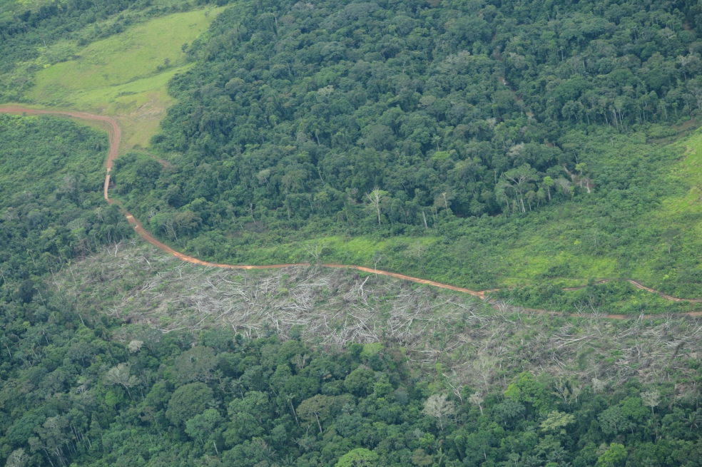 Más de 121 millones de hectáreas de bosque han sido taladas. 