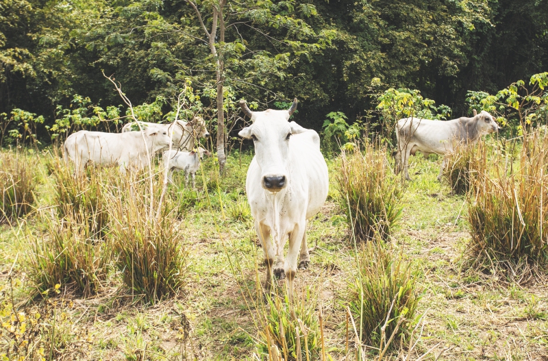 Por el fenómeno de El Niño, unos 3.000 animales murieron por hambre y golpes de calor en 2012 en el Patía. / Comunicaciones CIAT