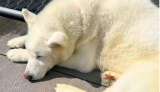 Funshine, el husky que perdió su alegría tras el abandono de su dueño