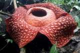 Encuentran la flor más grande del mundo en Sumatra, con más de un metro de diámetro