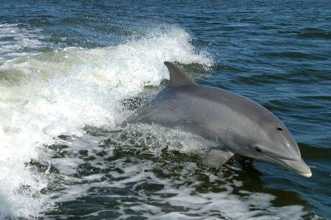 Los delfines coordinan tareas con una precisión de 370 milisegundos
