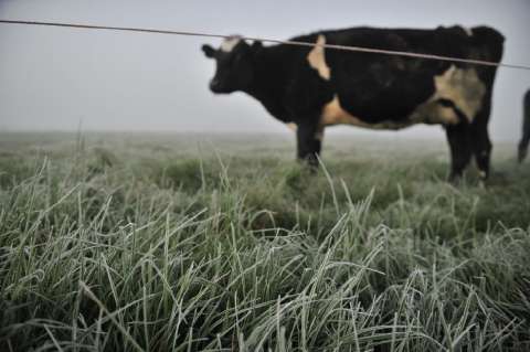Pasado el fenómeno de El Niño, tributaria preocupa a sector lácteo