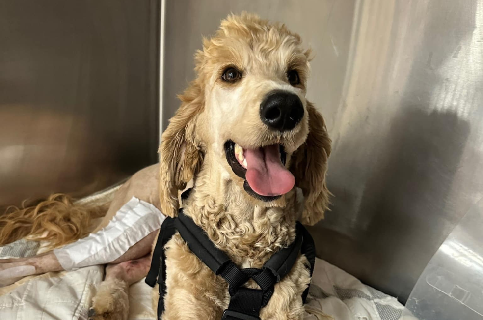 Pareja gasta el dinero de su boda para salvar a un perrito herido en una carretera