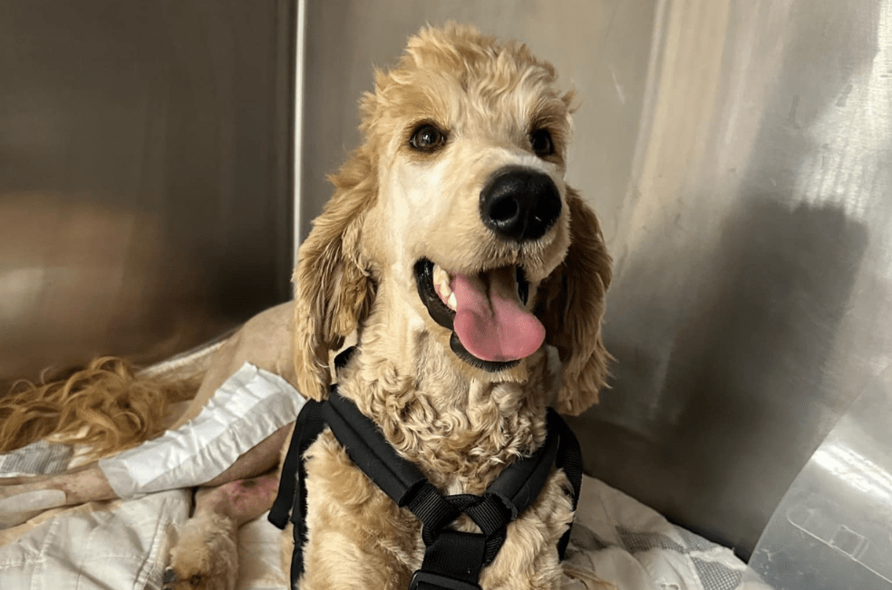 Pareja gasta el dinero de su boda para salvar a un perrito herido en una carretera