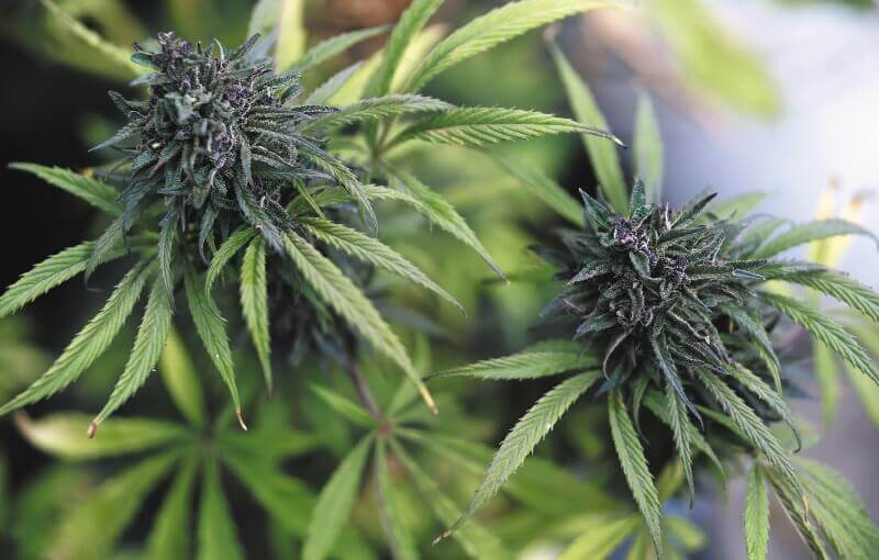 En Colombia, el Minsalud ha recibido 374 solicitudes de licencias de fabricación de productos derivados del cannabis. / Óscar Pérez