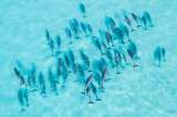 ¿Por qué los delfines surfean olas? Científicos tienen una nueva explicación