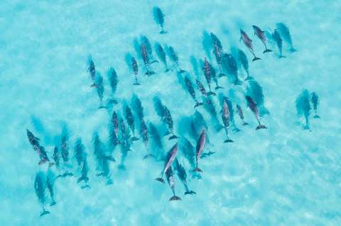 ¿Por qué los delfines surfean olas? Científicos tienen una nueva explicación