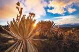 ¿Qué es el frailejón y por qué es tendencia en redes sociales?