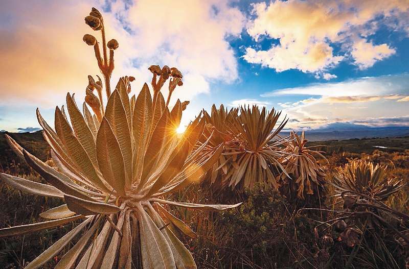¿Qué es el frailejón y por qué es tendencia en redes sociales?