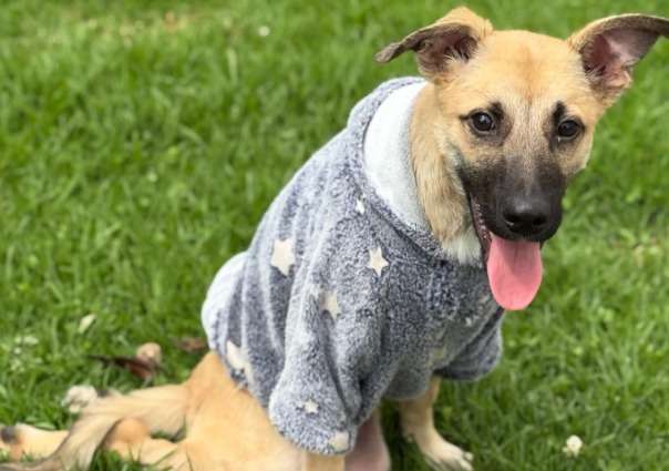 “Solo hemos vendido una boleta”: refugio hace rifa para ayudar a animales y nadie participa