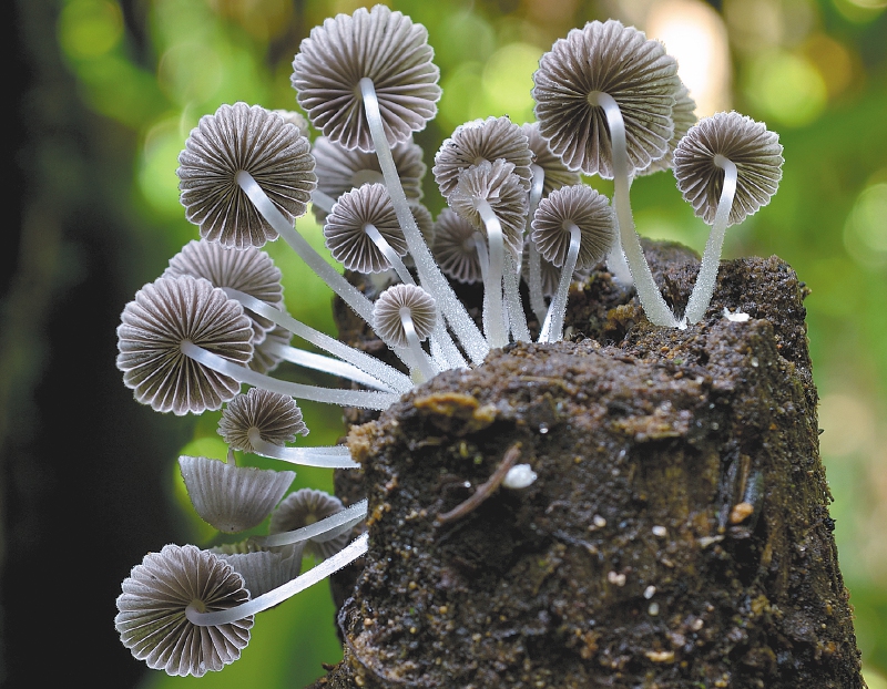 Coprinellus disseminatus (Pers.) J.E. Lange