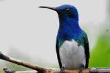 Realizan el censo de aves más completo de Palmira: 144 especies fueron registradas