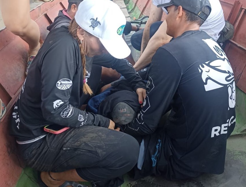 Imagen del ejemplar encontrado en el departamento de Bolívar.