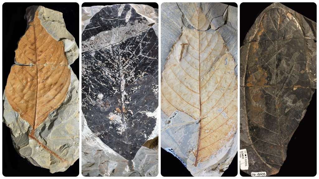 El grupo de científicos liderados por el paleontólogo Carlos Jaramillo y la paleobotánica Mónica Carvalho, analizaron más de 50.000 granos de polen y más de 6.000 hojas fósiles para reconstruir cómo eran los bosques tropicales en la era de los dinosaurios.